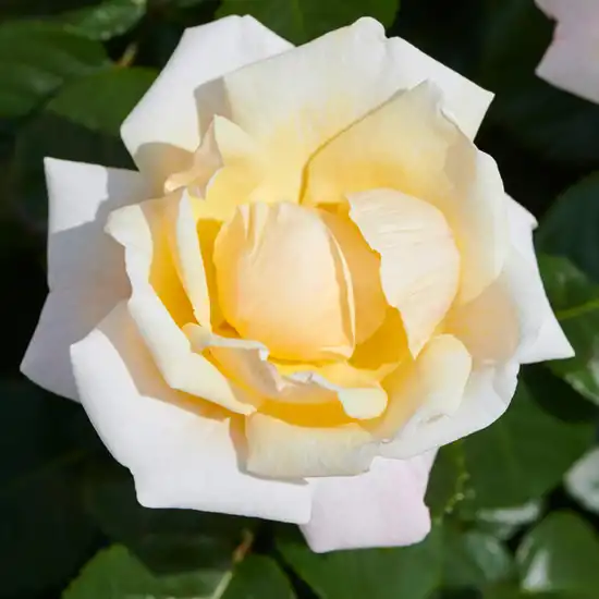 Trandafiri Floribunda - Trandafiri - Baroniet Rosendal™ - 